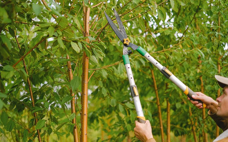 Tree trimming in Woodworth, ND