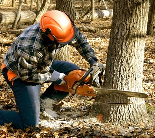 Tree Removal in Woodworth, ND